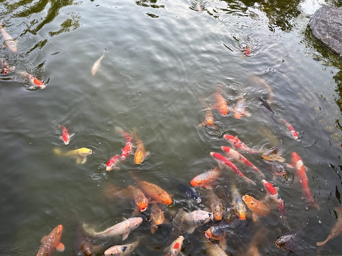 人間が近づくとエサを求めて集まってくる